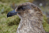 Falkland Skua
